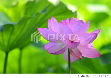 ハスの花 33244747