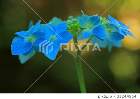 エゾアジサイの花一輪 只見町 エゾアジサイの花一輪 只見町 33244954