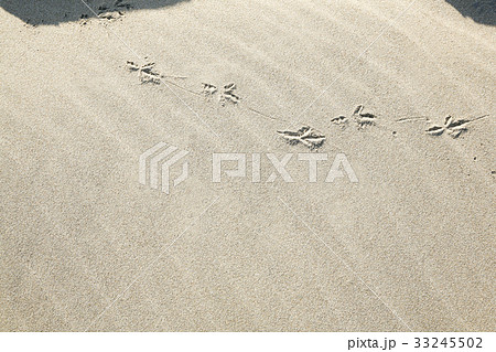 鳥の足跡 33245502