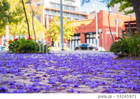 Jacaranda tree petals Jacaranda tree petals 33245971