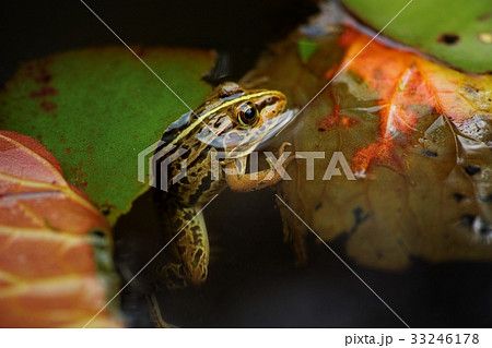 トノサマガエル 33246178