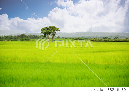 Lonely tree Lonely tree 33246180
