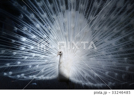 白孔雀 白孔雀 33246485