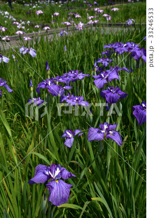 菖蒲園に咲く花菖蒲 菖蒲園に咲く花菖蒲 33246533