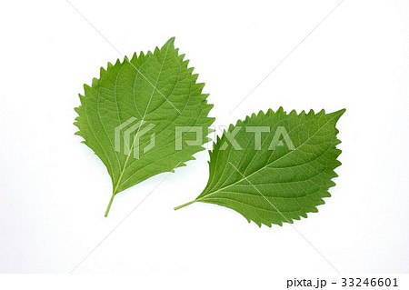 大葉,青じそ 大葉,青じそ 33246601