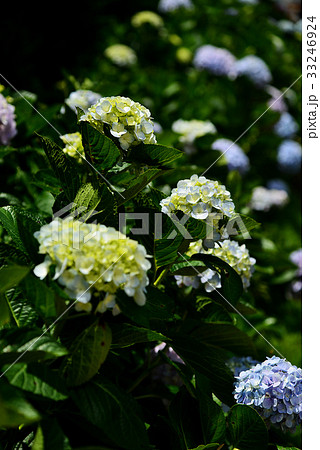 Hydrangea 33246924