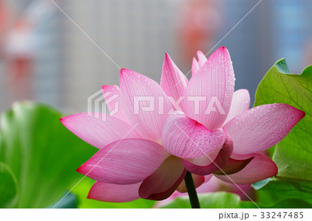 上野の不忍池の蓮の花に水滴 33247485