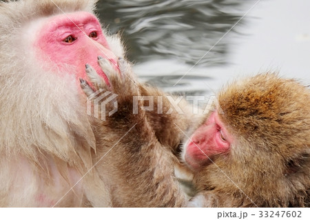 ニホンザル 33247602