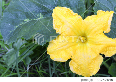 Pumpkin flower. beautiful yellow in the garden Pumpkin flower. beautiful yellow in the garden 33247640