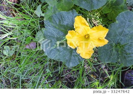 Pumpkin flower. beautiful yellow  in the garden  33247642