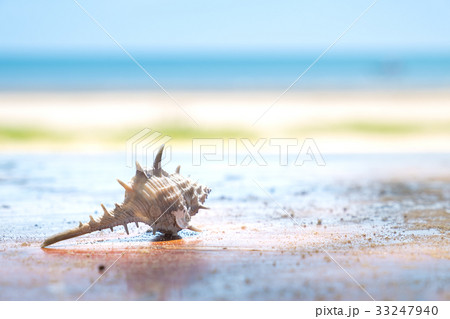 Shell on beach, Summer and relaxation concept 33247940
