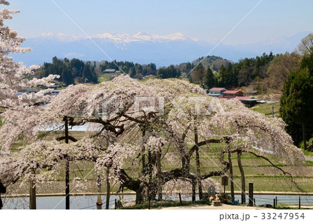 中島の地蔵桜(二本松市) 中島の地蔵桜(二本松市) 33247954