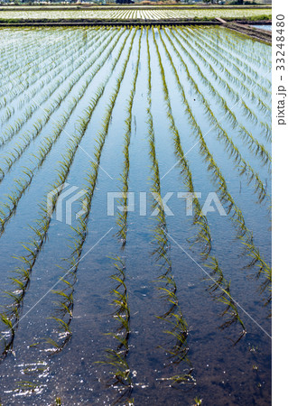 田園風景 33248480