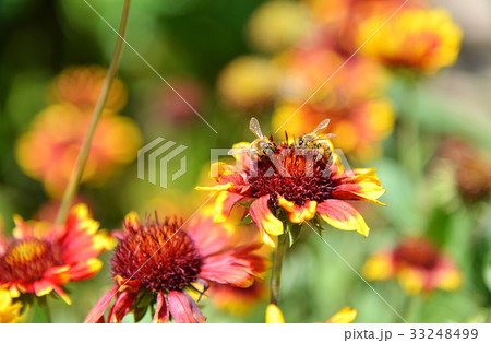 Gaillardia pulchella with bee 33248499