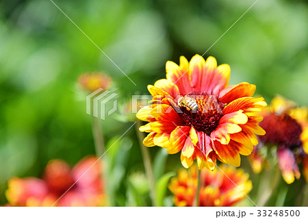 Gaillardia pulchella with bee 33248500