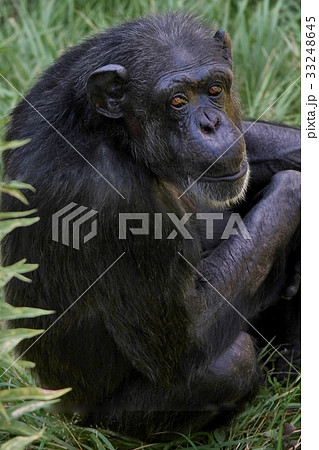 チンパンジー チンパンジー 33248645