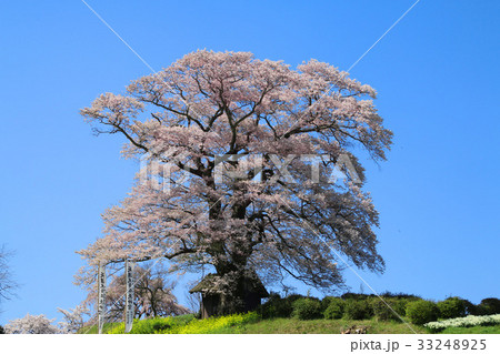 七草木天神桜（三春町） 33248925