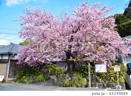 河津桜原木 河津桜原木 33249099