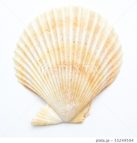 clam mollusc shells isolated on white 33249584