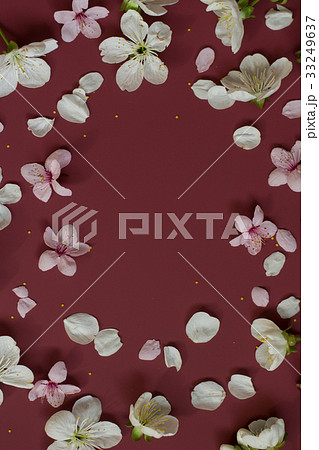 Apple flower blossom circle over dark red Apple flower blossom circle over dark red 33249637
