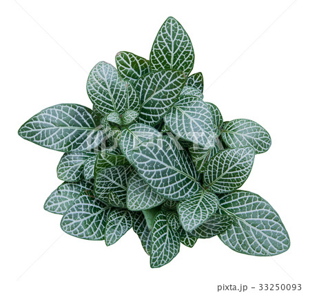 Green leave nerve plant on white 33250093