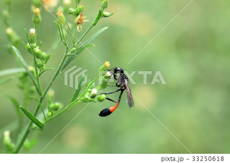 ジガバチ 33250618