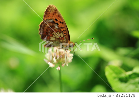 コヒョウモンとシロツメクサ② コヒョウモンとシロツメクサ② 33251179