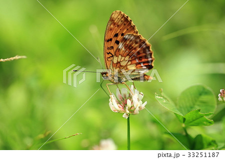 コヒョウモンとシロツメクサ⑤ コヒョウモンとシロツメクサ⑤ 33251187