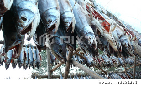 アイヌ・鮭とば 33251251