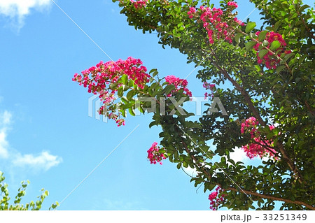 サルスベリ（百日紅） 33251349