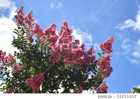 サルスベリ(百日紅) サルスベリ(百日紅) 33251352