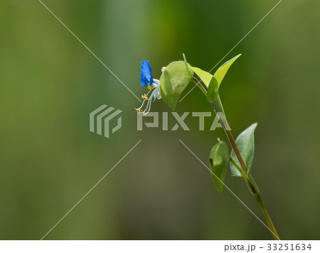 小さな青いツユクサ 33251634