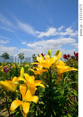 大阪舞洲ゆり園 大阪舞洲ゆり園 33251675