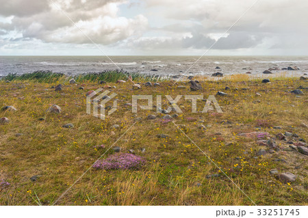 Rosehip on a sandy beach in a storm 33251745