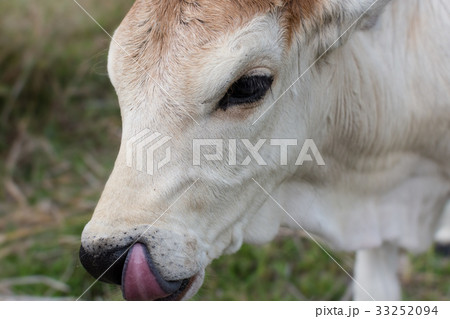 Close up white cow in the field. 33252094