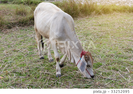 Cow grazing in the field 33252095