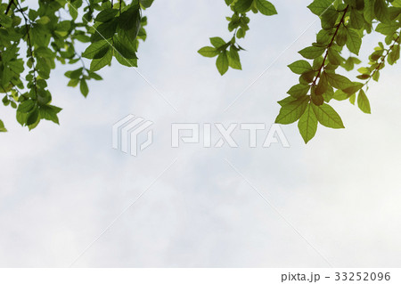 The leaves of the trees and the sky above. 33252096