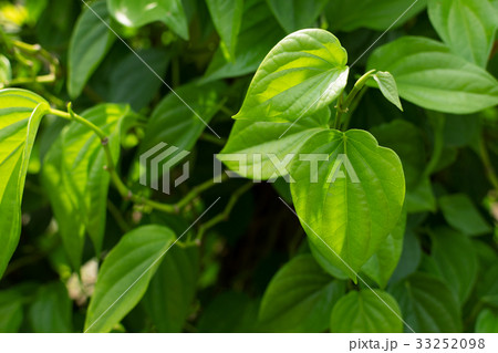 Beautiful green betel leaves texture background. 33252098