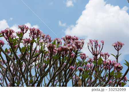 Pink Plumeria with blue sky on the background 33252099