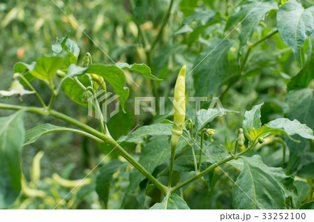 Green fresh hot chili on tree, closeup focus. 33252100