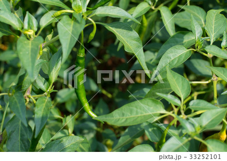 Green fresh hot chili on tree, closeup focus. 33252101
