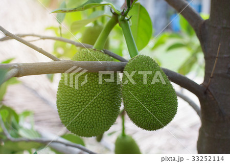 Close up Jackfruit fresh on tree, Thai fruit. Close up Jackfruit fresh on tree, Thai fruit. 33252114
