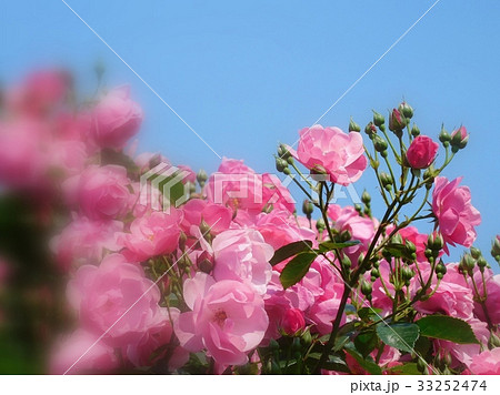 バラの花   アンジェラ バラの花   アンジェラ 33252474