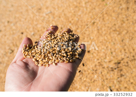 It's time to harvest wheat, Ukraine 33252932