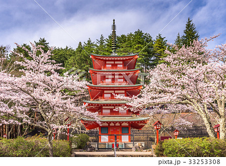 Pagoda and Cherry Blossoms Pagoda and Cherry Blossoms 33253308