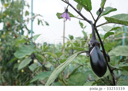 なす なす 33253339