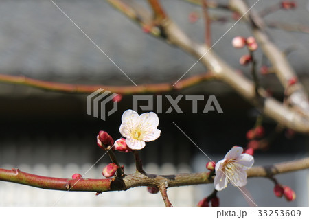 内子　本芳我家住宅 33253609