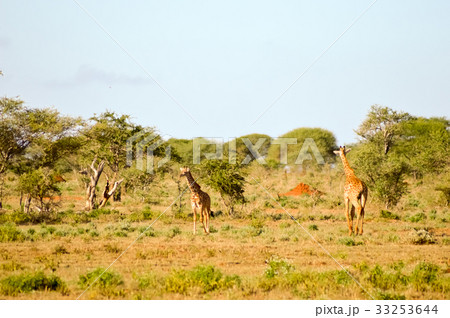 several giraffes walking through several giraffes walking through 33253644