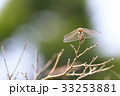 赤とんぼ お休み中 33253881