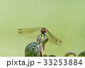 赤とんぼ お休み中 33253884